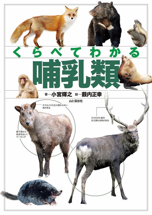 くらべてわかる 哺乳類 実用 小宮輝之 薮内 正幸 山と溪谷社 電子書籍試し読み無料 Book Walker