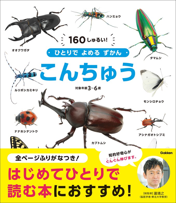 はじめてのずかん こんちゅう - 標本