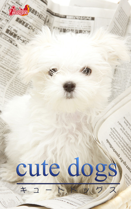 Cute Dogs31 マルチーズ 写真集 アキバ書房 電子書籍試し読み無料 Book Walker
