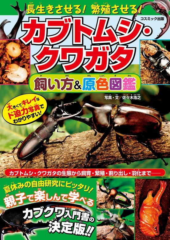 むし社 BE-KUWA カレンダー ポスター 2024年 カブトムシ - 虫類用品