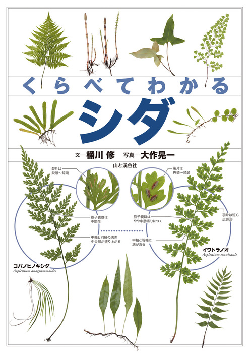 くらべてわかる シダ 実用 桶川 修 大作晃一 山と溪谷社 電子書籍試し読み無料 Book Walker