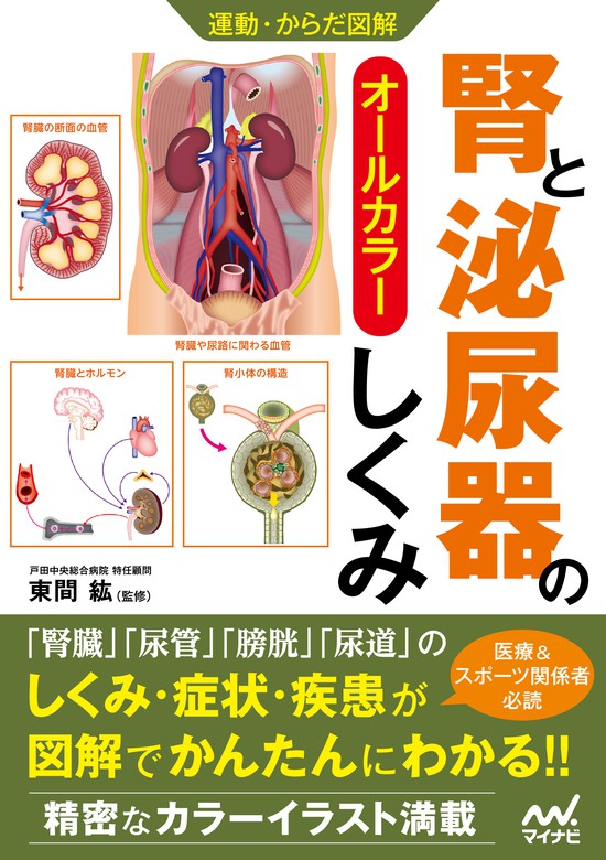 BOOK☆WALKER　実用　腎と泌尿器のしくみ　運動・からだ図解　書籍編集部：電子書籍試し読み無料