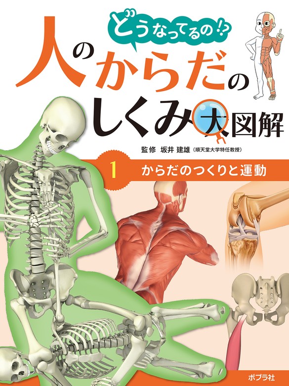 どうなってるの！？ 人のからだのしくみ大図解 からだのつくりと運動 - 文芸・小説 坂井建雄：電子書籍試し読み無料 - BOOK☆WALKER -