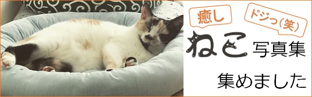 おすすめ猫写真集　集めました