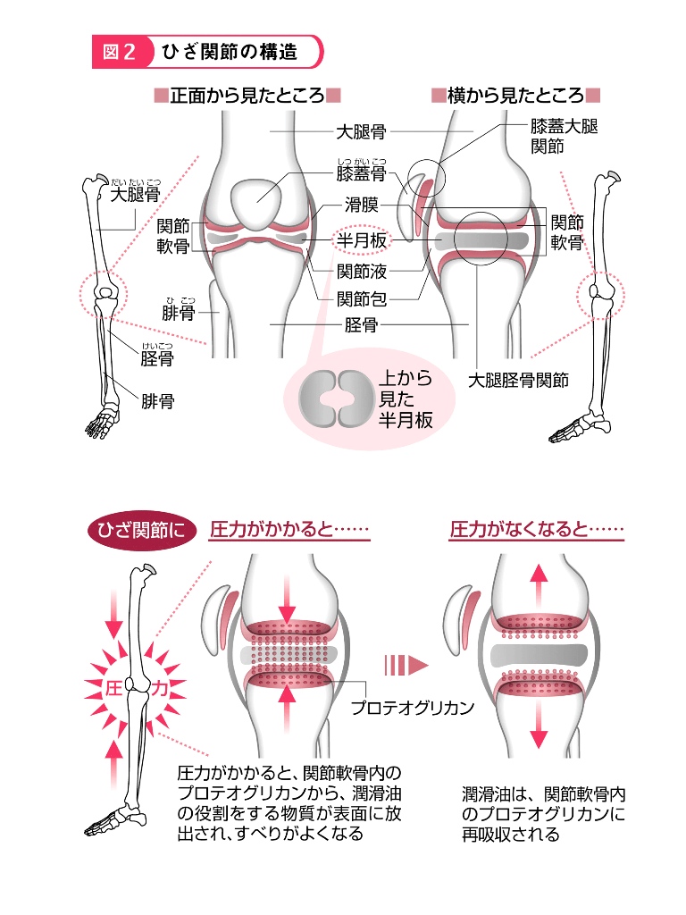 名医が図解! 腰痛・膝の痛みは解消できる! (1) 脊柱や膝関節のメカニズム-電子書籍