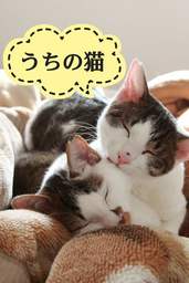 うちの猫