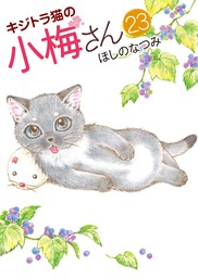 キジトラ猫の小梅さん (23)