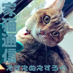 家猫通信 2023.01(SNS Log)